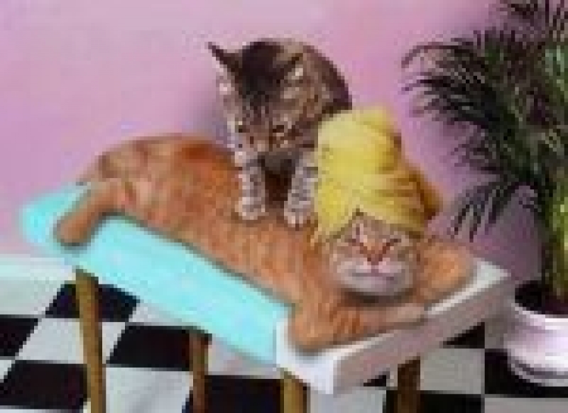 content image